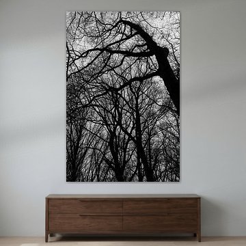 Bare Trees by SPIRIT OF NATURE - Chris Lindhout