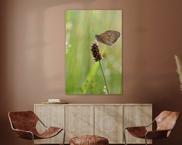 Brown butterfly