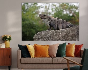 Ctenosaura similis , Black iguana sur Astrid Brouwers