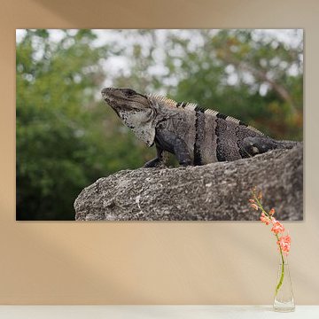  Ctenosaura similis, de Zwarte leguaan