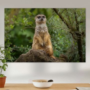 Erdmännchen auf der Lauer im Groene Woud von Triki Photography