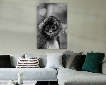 Portrait d'un singe araignée en noir et blanc