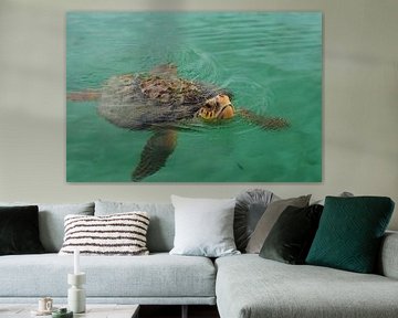 Sea turtle ( Cheloniidae ) sur Astrid Brouwers