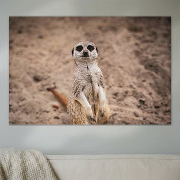 Der Wächter der Wüste von Jessica Schilar