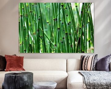 Bamboe bos van Dandu  Fotografie