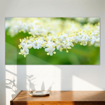 Vlierbloesem in de lente van Sjoerd van der Wal Fotografie