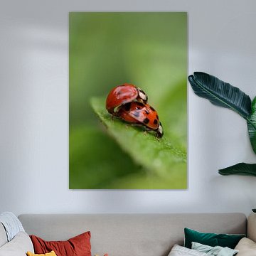 Liebe in der Makrowelt von Mootjes
