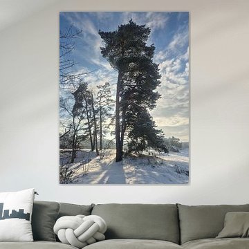 Licht im Winter
