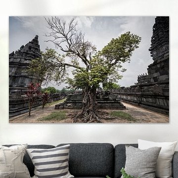 Ancient Tree by Insolitus Fotografie
