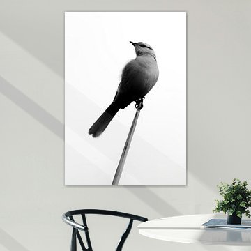 Vogelonderzoek van Rafael Campezato