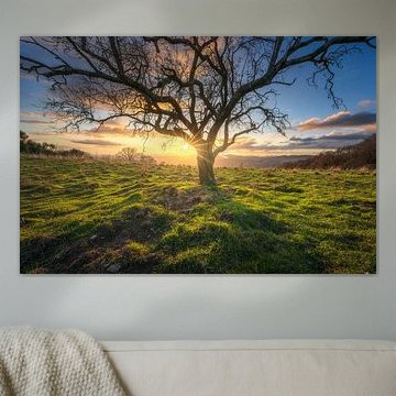 Silhouette eines kahlen Winterbaums bei Sonnenuntergang im Val di Cecina, Toskana von Stefano Orazzini