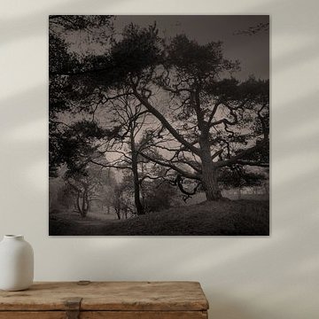 Scots pine