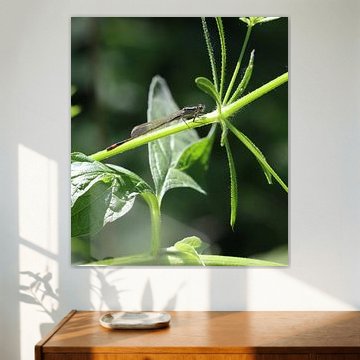 Sereen Moment in het Groen