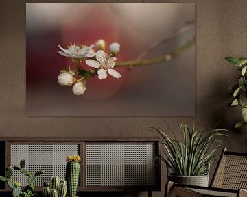 Sweet blossom (Japanse stijl) van Birgitte Bergman
