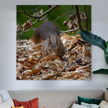 Versteckt im Blatt von Dymfna Briede