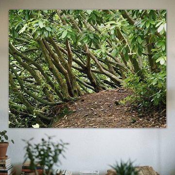 Nationalpark Veluwe von Christiaan Knijnenberg
