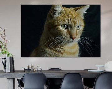 Dutch cat