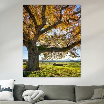Ancient Oak Tree in Autumn Landscape near Pienza, Tuscany by Stefano Orazzini