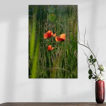 Poppies in the evening by Kimfaesdesign