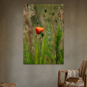 Mohnblume von Kimfaesdesign