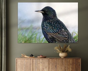 Glamour Starling by Ger Bosma