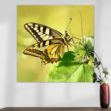 Schmetterling Schwalbenschwanz von Violetta Honkisz