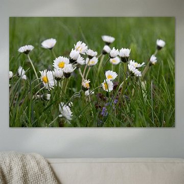 Das Erwachen der Wiese von Lichtlaub Fotografie | Toni Seyfert
