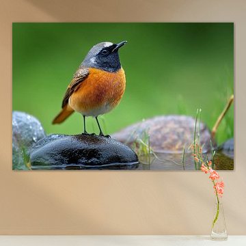 Redstart (Phoenicurus phoenicurus)