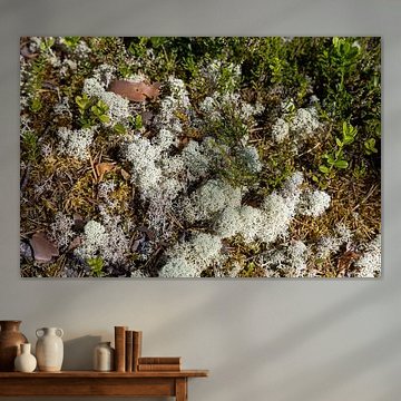 Filigrane Welt des Waldbodens von Lichtlaub Fotografie | Toni Seyfert