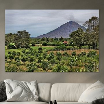 Jeune verger d'arbres fruitiers sous le volcan sur Frank Photos