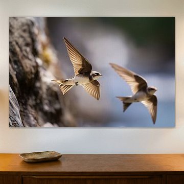 Sand martins in flight (Riparia riparia)