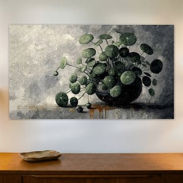 Pilea à feuilles rondes