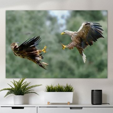 Two sea eagles in flight against a pale green background. by Rob Geerlings