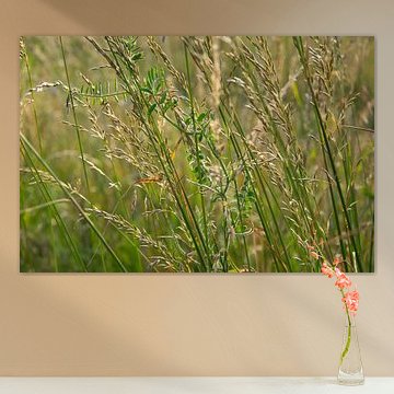 Graminées estivales sur Kimfaesdesign