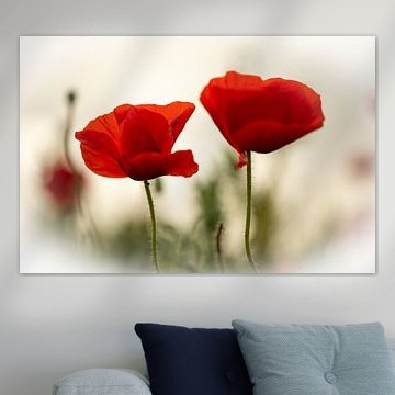 Mohnblumen von Willem Meijer Fotografie