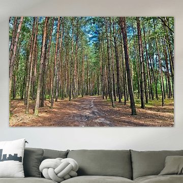 Een zonovergoten dennenbos in de Schorfheide