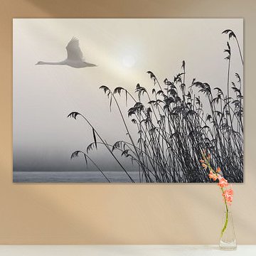 Zwaan in de mist
