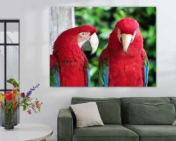 Papegaaien van richard de bruyn