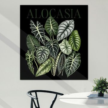 Alocasia Botanical Illustration by RMPGEMS