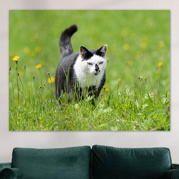 Black and White Cat in Spring Meadow - Domestic Animal in Natural Setting von Sebastian Czech
