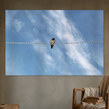 A swallow takes a rest
