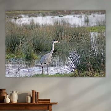 A grey heron searches for food along the sandbanks of the Haringvliet