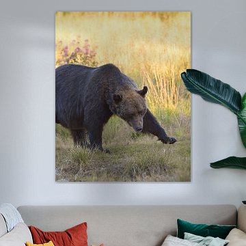 Brown Bear Walking Through the Meadow by Maarten van der Weide