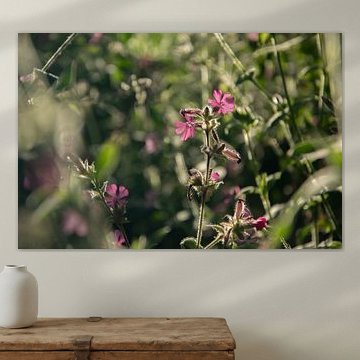 Dans la douce lumière du soir sur Kimfaesdesign