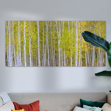 Panorama de bouleaux aux couleurs d'automne