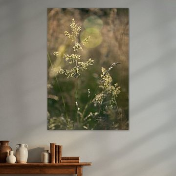 Sanftes Abendlicht auf der Wiese von Kimfaesdesign