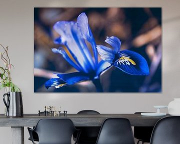 Blue spring Iris flower by Studio Mirabelle