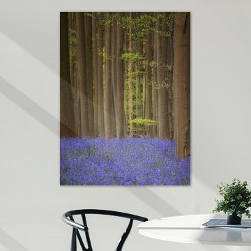Lentetapijt in het Hallerbos van Lex Schulte