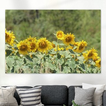 Sunflowers by Patrick van beek76