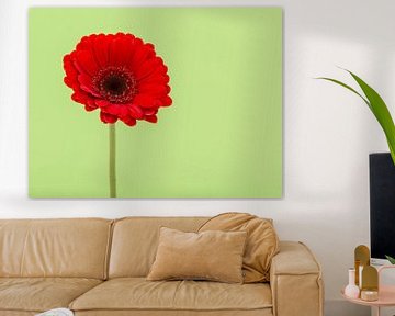 Red gerbera